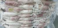 Loligo Squid
