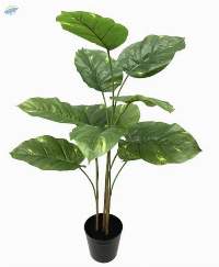 3.5ft. Potted Pothos Plant