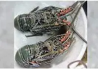 Lobsters