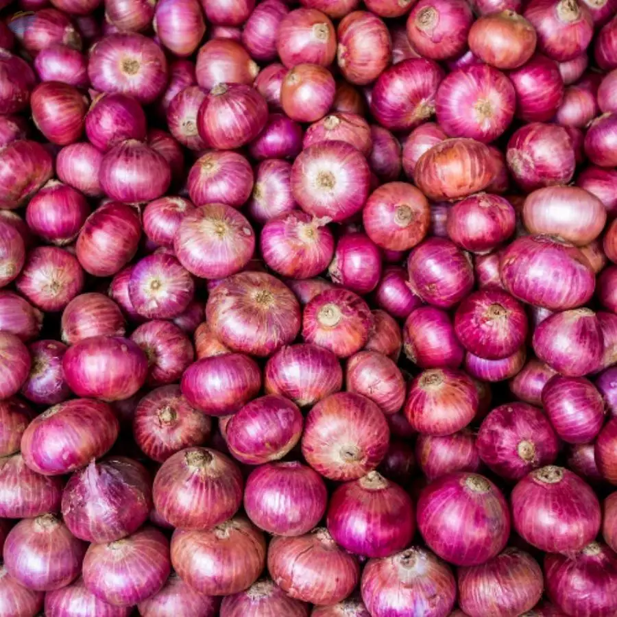 Onion