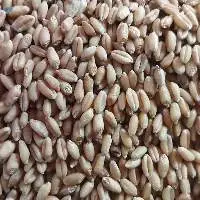 Wheat
