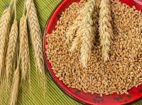 Amber Durum Wheat