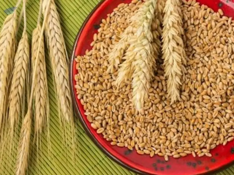 Amber Durum Wheat