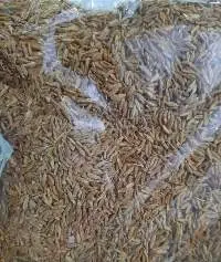 Singapore Cumin Seed