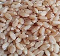 Wheat