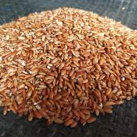 Red Rice(laldudheshwar)