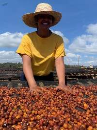 Coffee Arabica Ethiopia