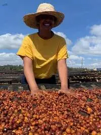 Coffee Arabica Ethiopia
