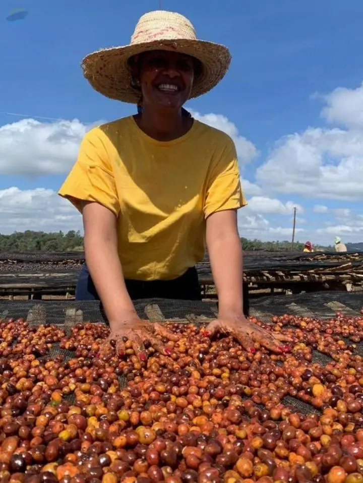 Coffee Arabica Ethiopia