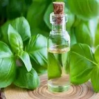 Basil Organic Oil