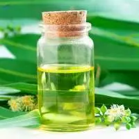 Eucalyptus Citriodora Oragnic Oil