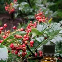 Tomar Seed Oil
