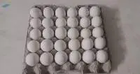 Chicken Eggs
