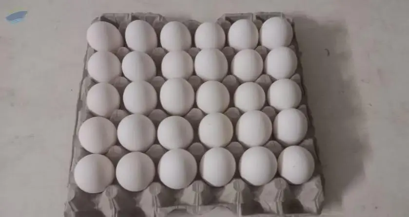 Chicken Eggs