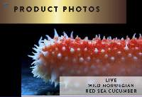 Norwegian Sea Cucumber