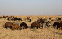Premium Afghan Halal Sheep & Goat Meat