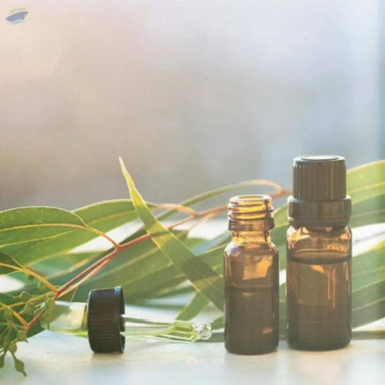 Eucalyptus Oil
