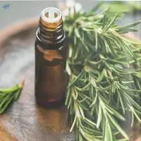 Rosemary Oil