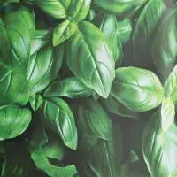 Basil Oil