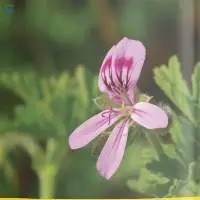 Geranium Oil