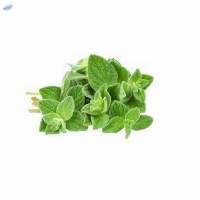 Oregano