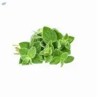 Oregano