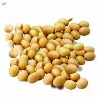 Soybean