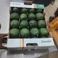 Avocado
