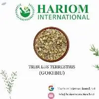 Tribulus Terrestris  (Gokhru)