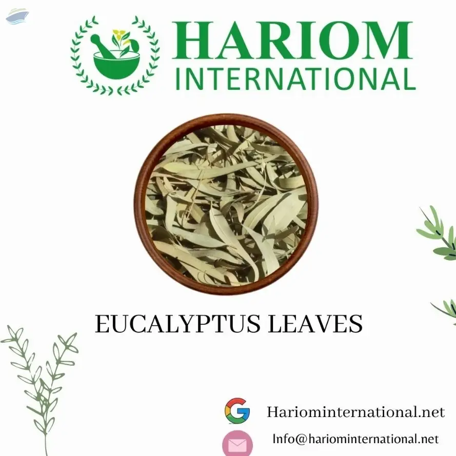 Dried Eucalyptus Leaves by Hariom International. Supplier from India