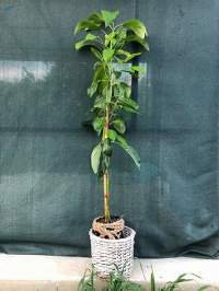 Avocado Grafted Plant