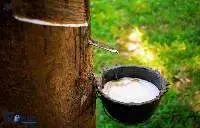 Natural Rubber