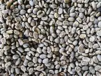 Green Coffee Bean Arabica Gayo Wet Hulled
