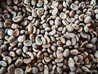 Green Coffee Bean Arabica Gayo Specialty