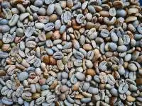 Green Coffee Bean Arabica Gayo Black Honey