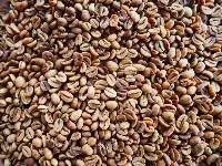 Green Coffee Bean Arabica Gayo Wine