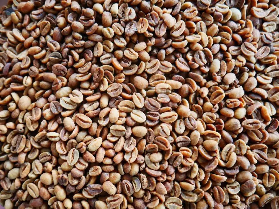 Green Coffee Bean Arabica Gayo Wine