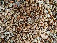 Green Coffee Bean Arabica Gayo Natural