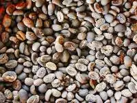 Green Coffee Bean Arabica Gayo Conventional