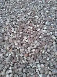 Betel Nut