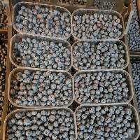 Fresh Blueberry
