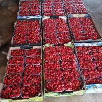 Fresh Sweet Cherry