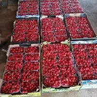 Fresh Sweet Cherry