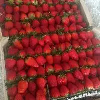 Fresh Strawberries