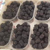 Fresh Blackberry