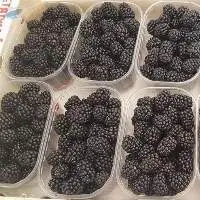 Fresh Blackberry