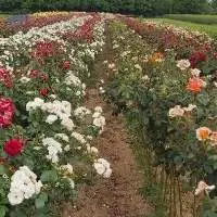 Rose Nursery