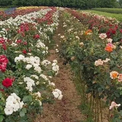 Rose Nursery