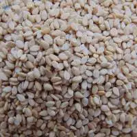 Sesame Seed
