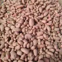 Potato
